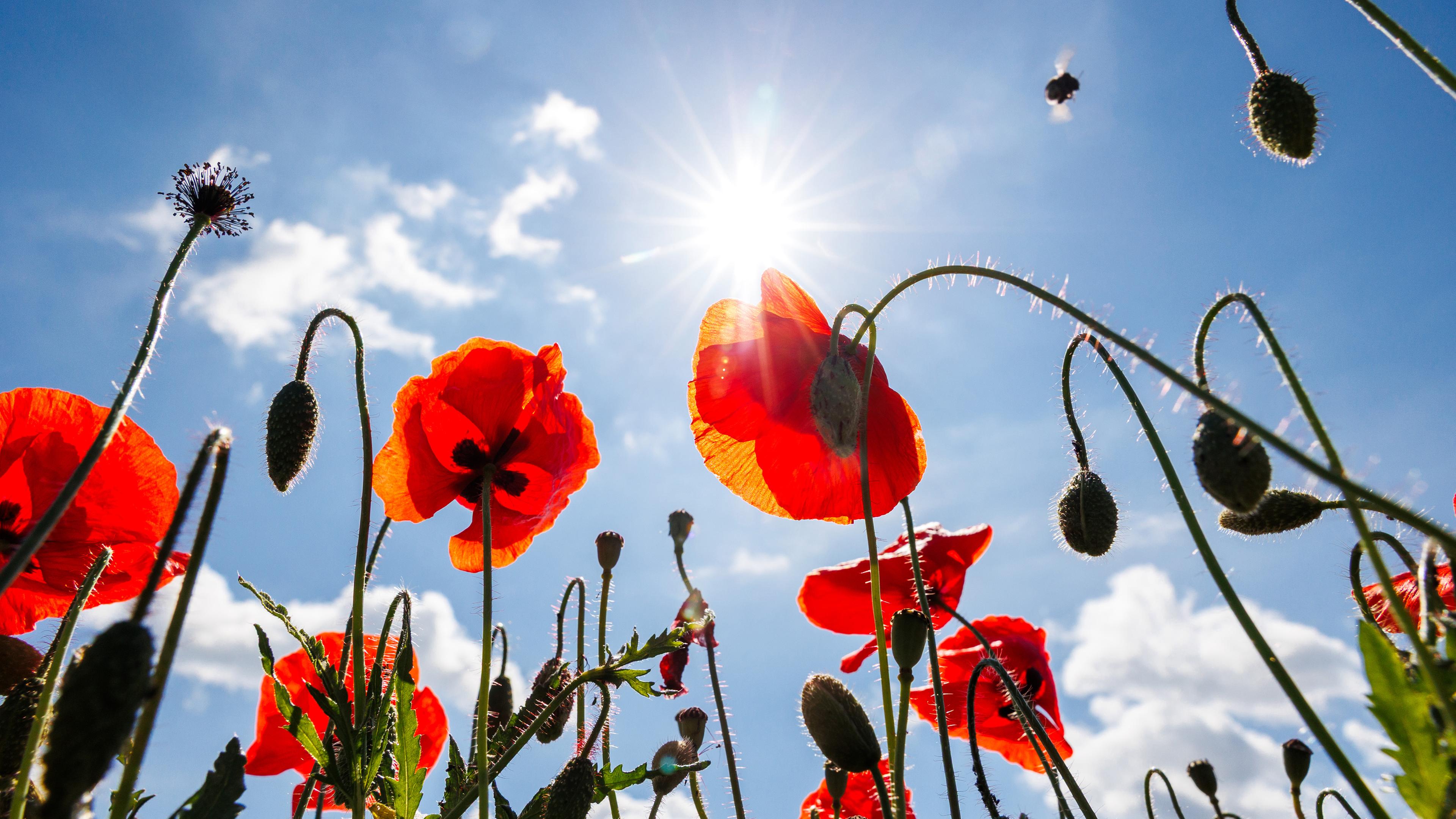 Hessen, Diedenbergen: Die Sonne strahlt am blauen Himmel über einem Mohnfeld.