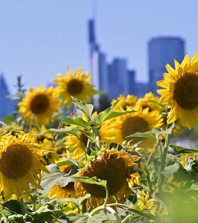 Ein Sonnenblumenfeld im Frankfurter Stadtteil Oberrad, dahinter zeichnet sich die Skyline ab