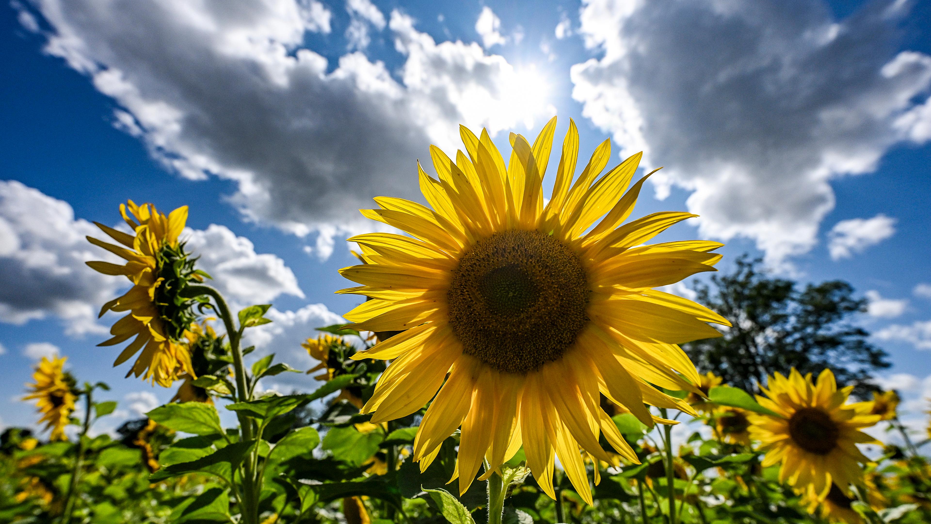 Sonnenblumen blühen bei Sonnenschein und einigen Wolken auf einem Feld bei Menz am Stechlinsee