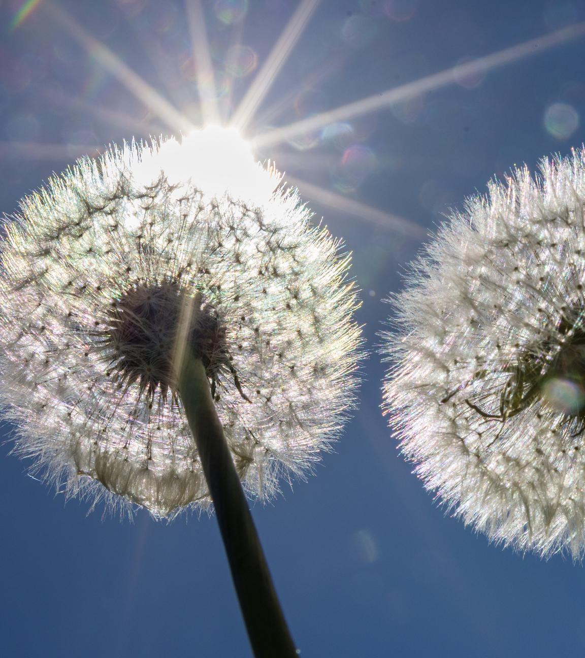 Reifer Löwenzahn, auch Pusteblume genannt, reckt sich bei sommerlichen Temperaturen in den Himmel.