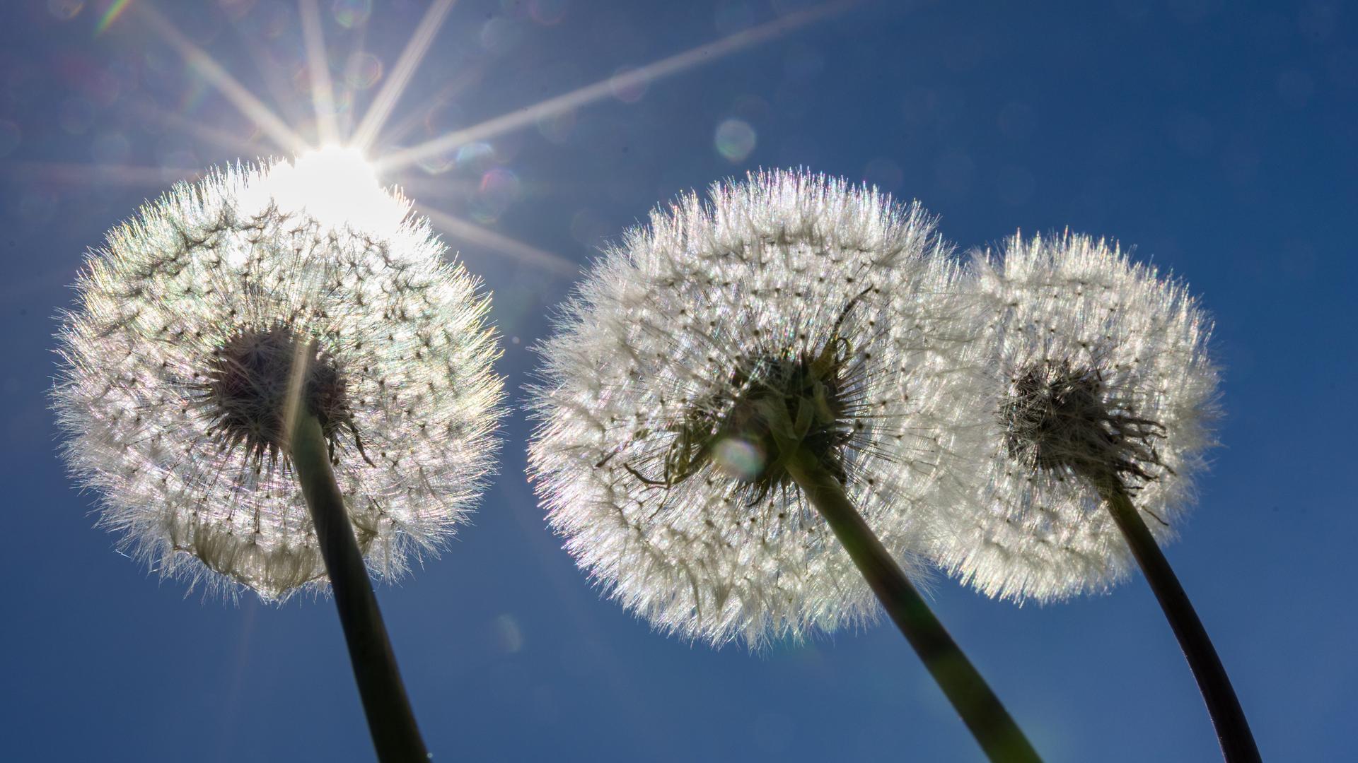 Reifer Löwenzahn, auch Pusteblume genannt, reckt sich bei sommerlichen Temperaturen in den Himmel.