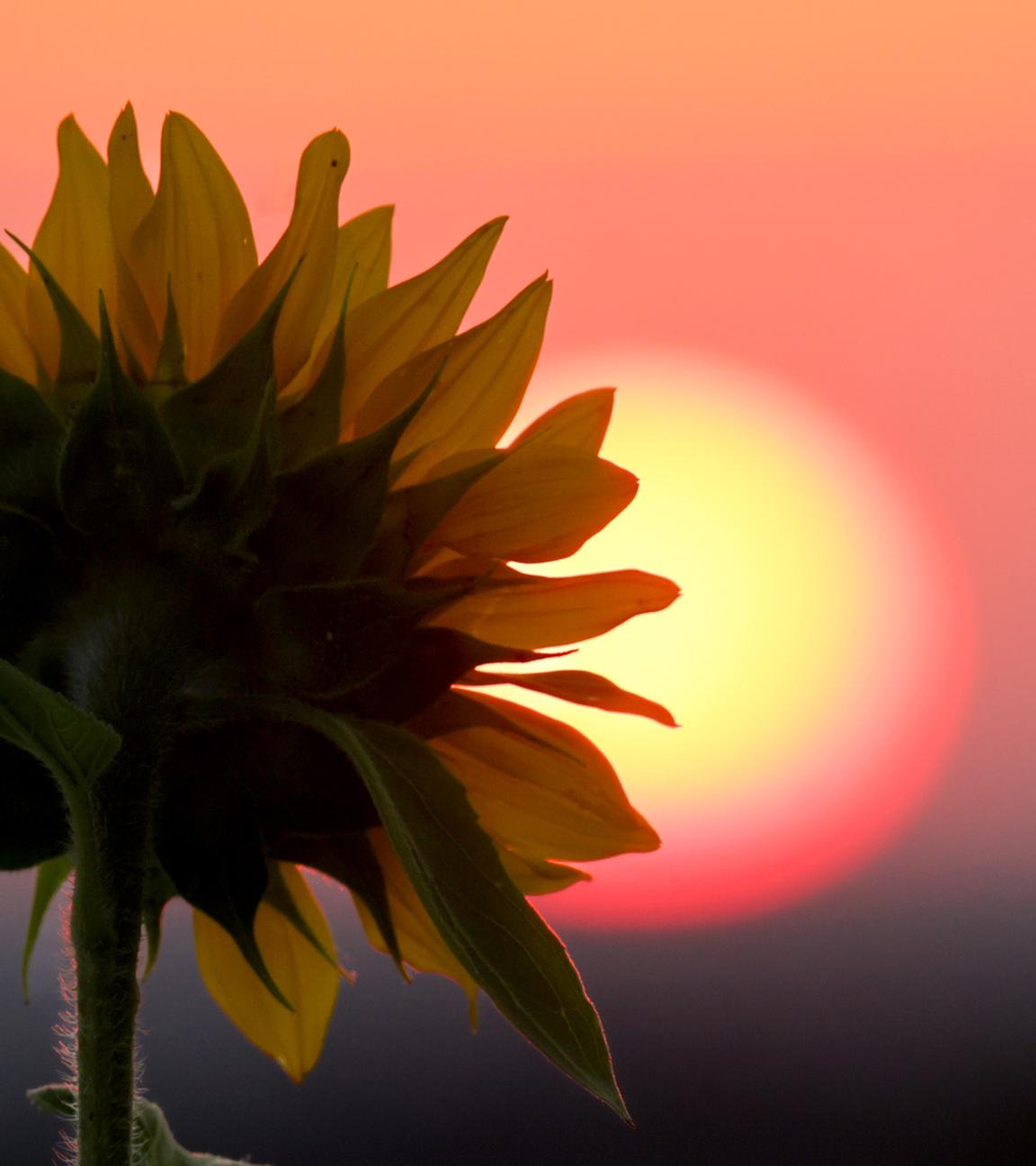Hinter einer Sonnenblume geht am Morgen die Sonne auf. (Archiv)