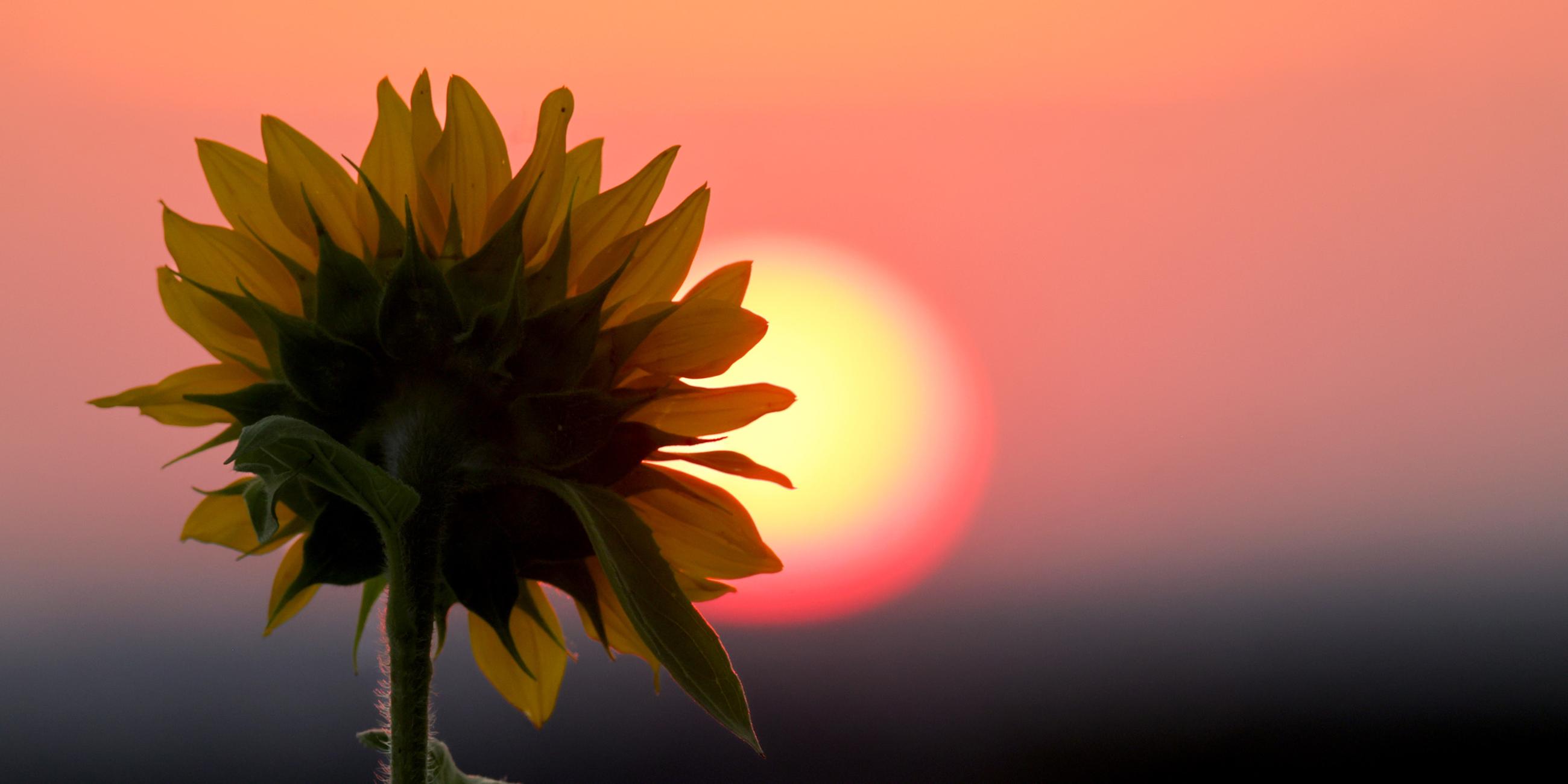 Hinter einer Sonnenblume geht am Morgen die Sonne auf. (Archiv)