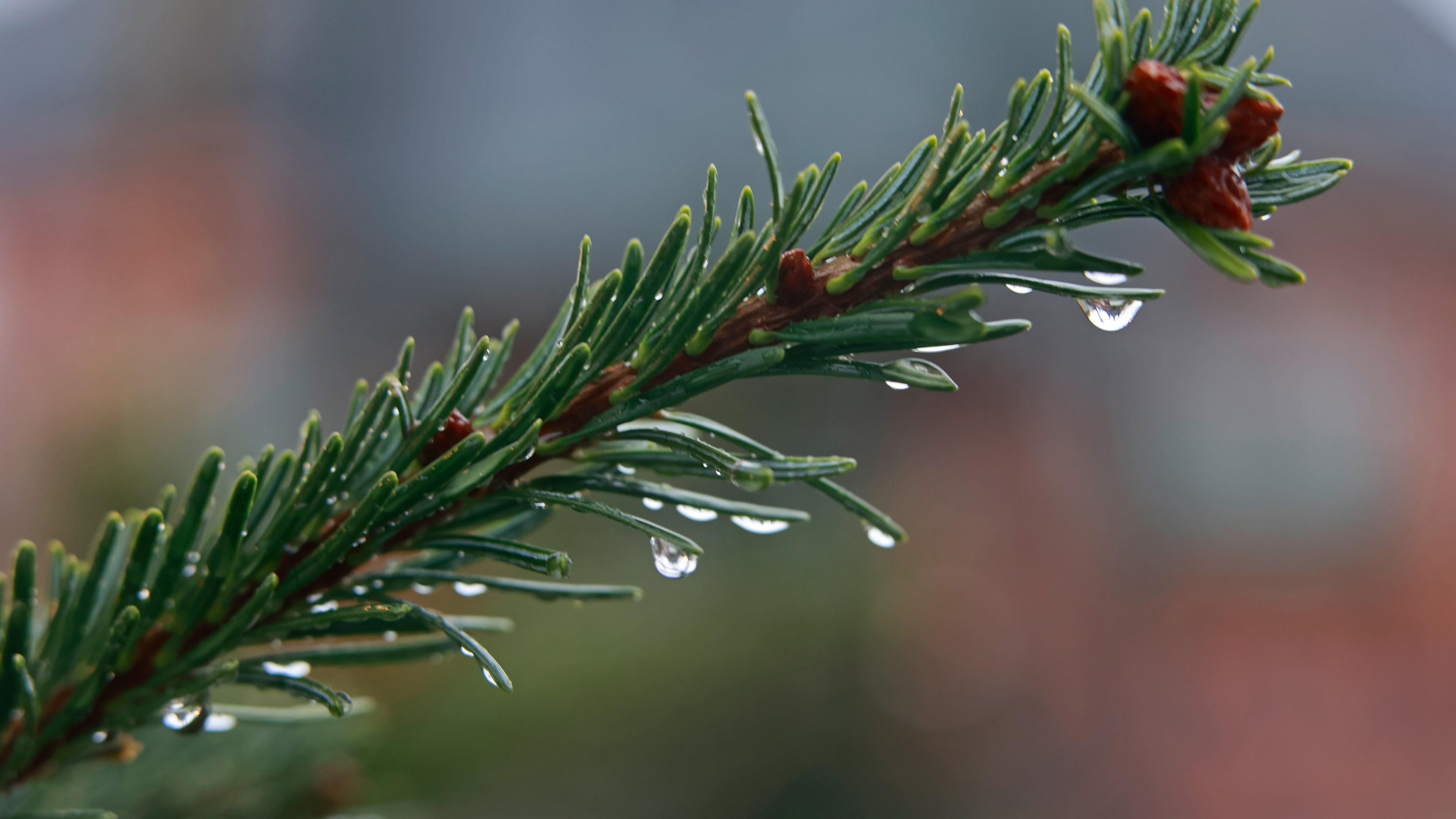 Wetter in Sachsen-Anhalt - Dauerregen im Harz