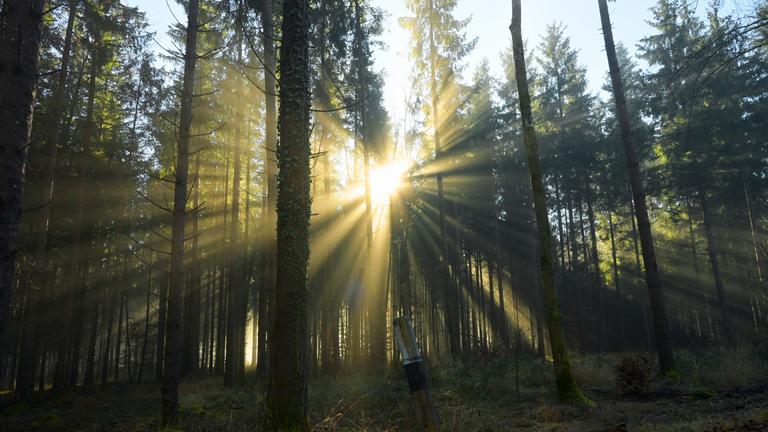 Die Sonne scheint am 02.12.2025 durch einen Wald am Straßenrand in Tutzing, Bayern..