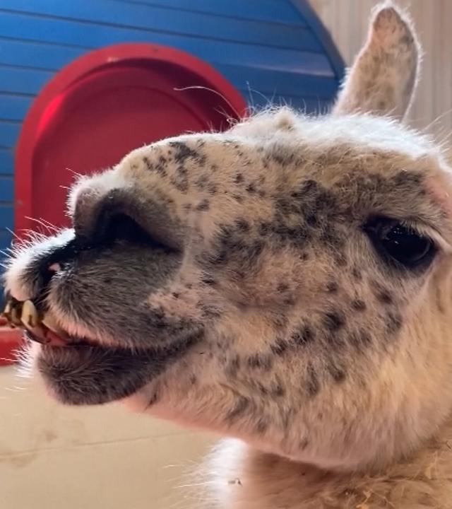Das Lama "Whitetop" schaut in die Kamera