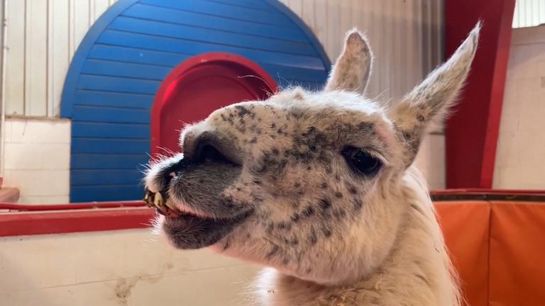 Das Lama "Whitetop" schaut in die Kamera