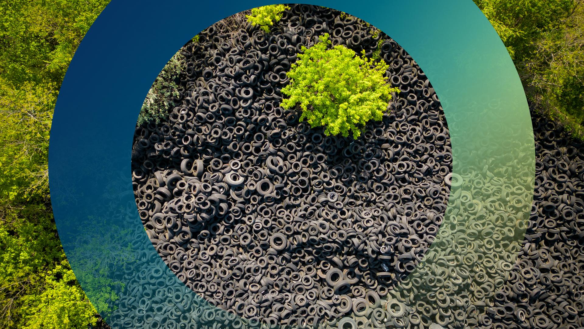 Reifenberg in Waldumgebung