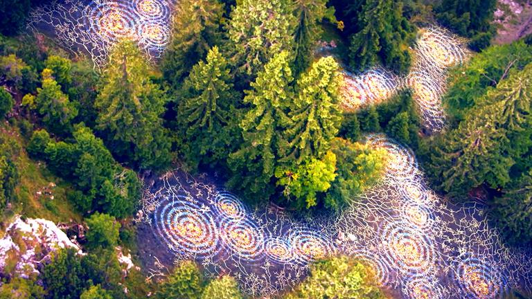 Wie Bäume kommunizieren