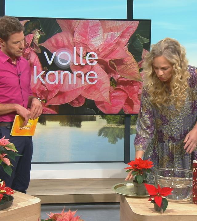 Wie Weihnachtssterne lange schön bleiben