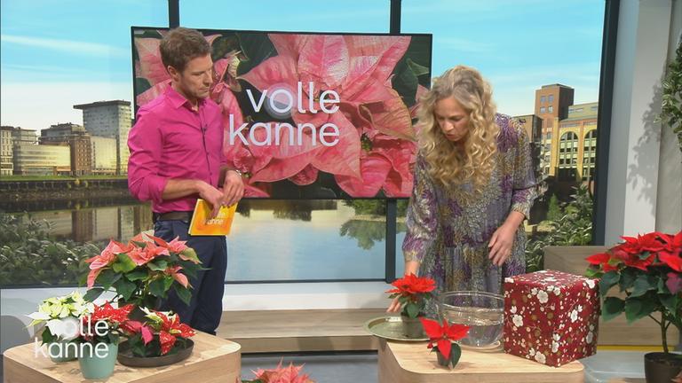 Wie Weihnachtssterne lange schön bleiben