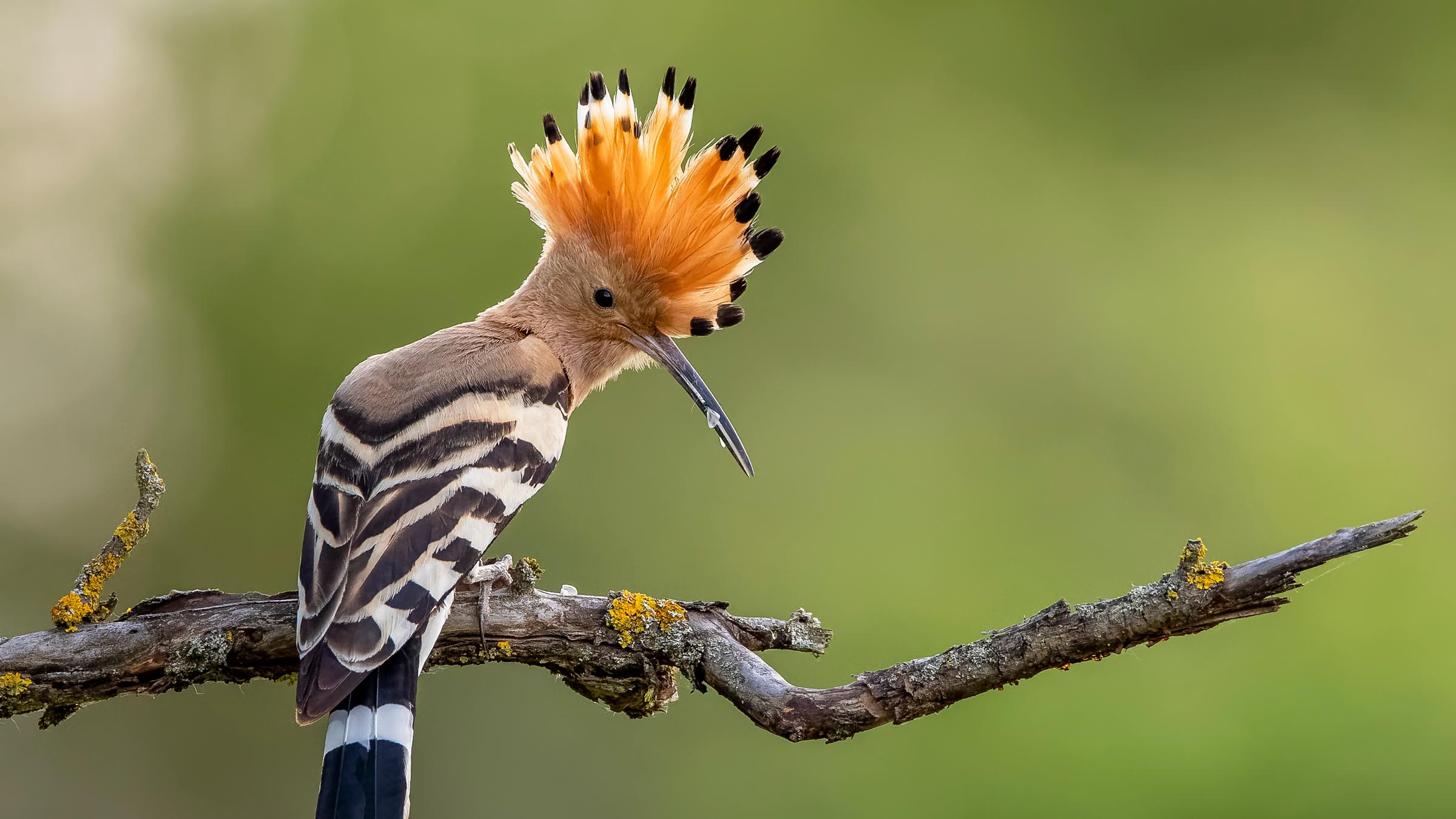 Ein Wiedehopf sitzt auf einem Ast 