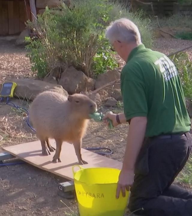 Gewichtskontrolle im Londoner Zoo