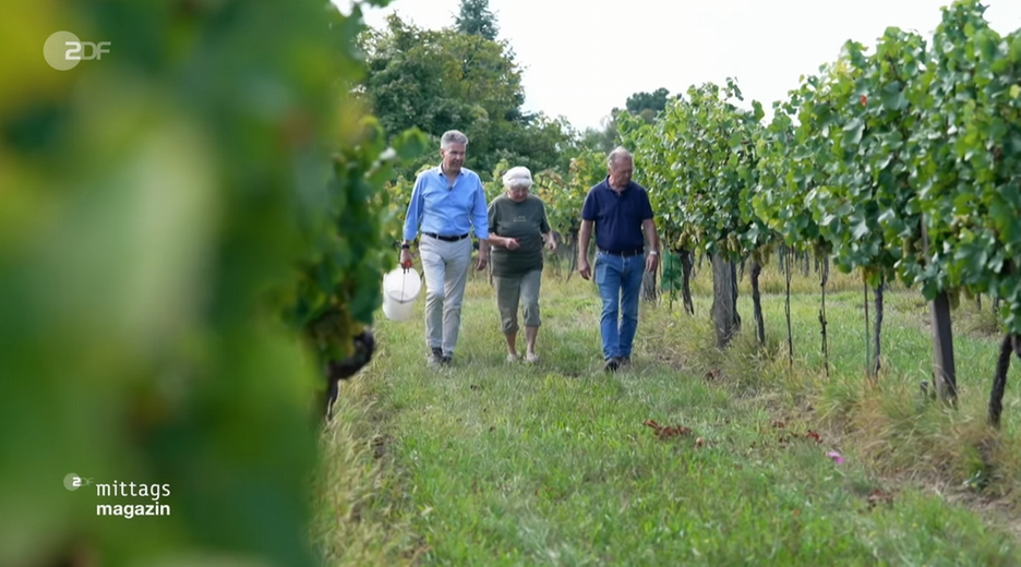 wien-wein