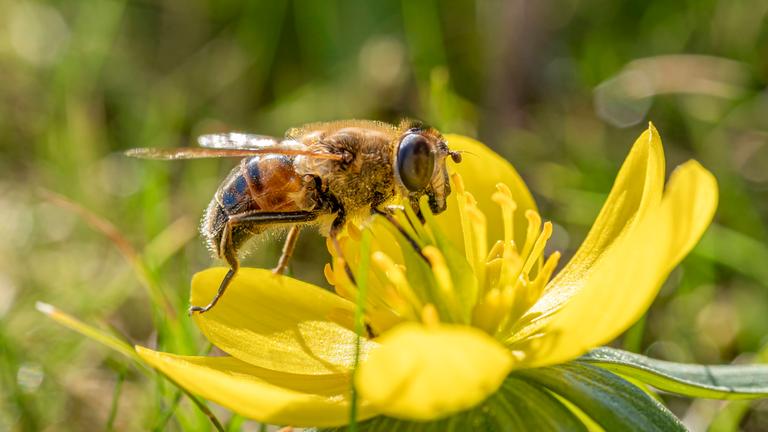 Eine Wildbiene auf einer Blume.
