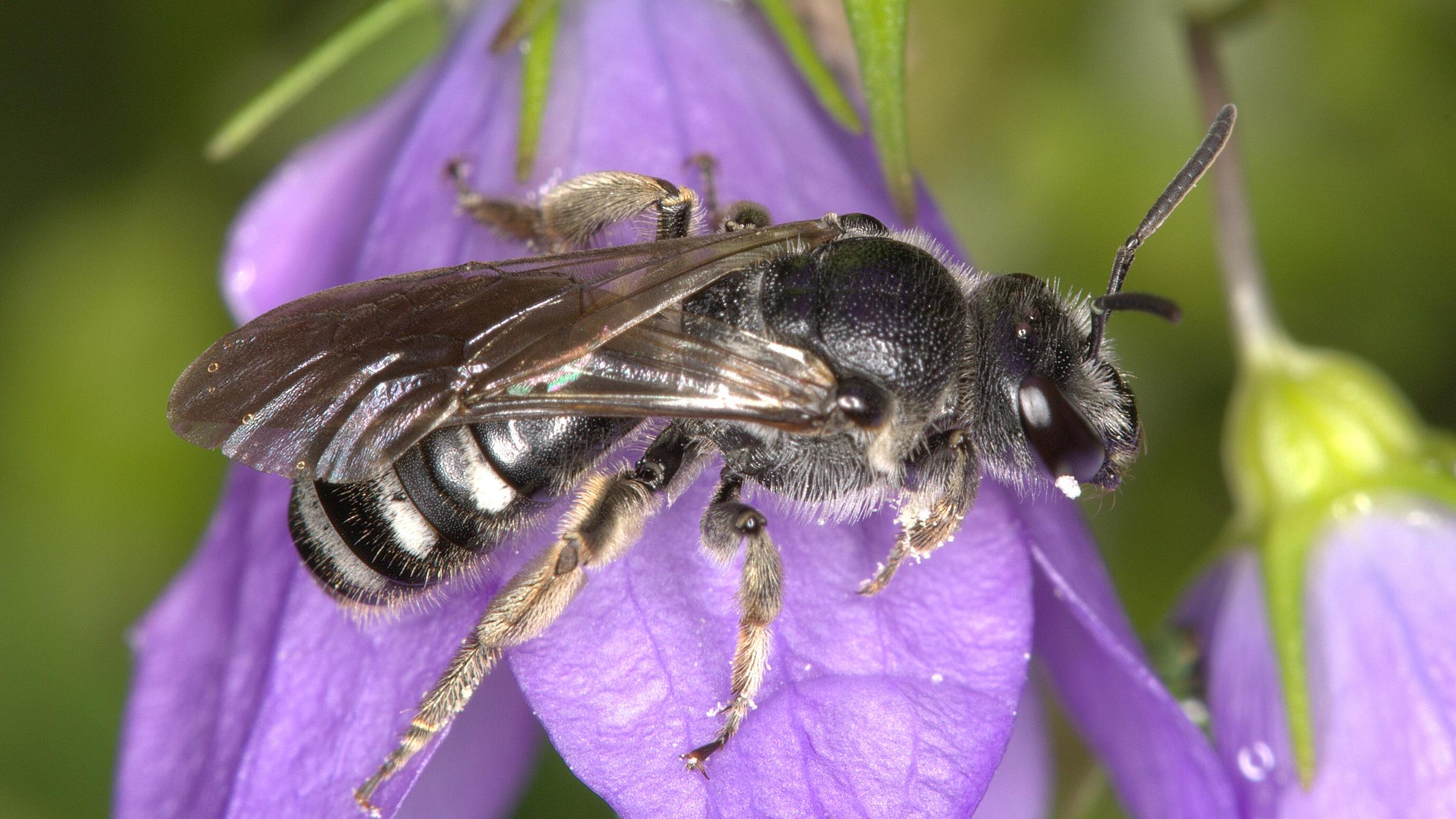 Eine Schmalbiene fliegt an eine violette Glockenblume.