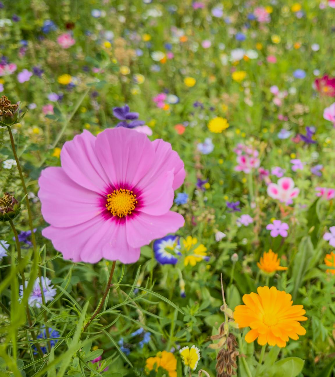 Wildblumenwiese