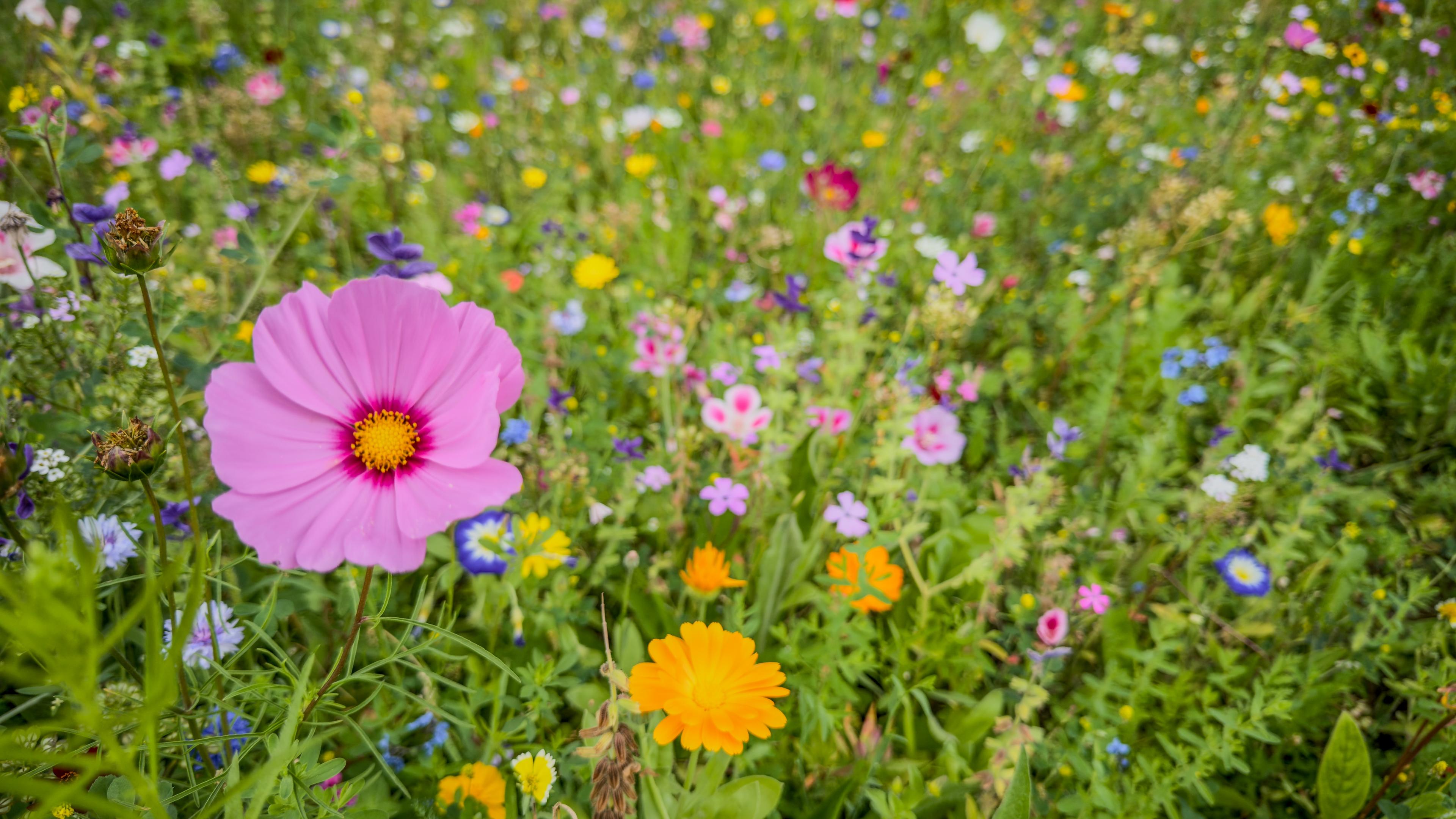 Wildblumenwiese