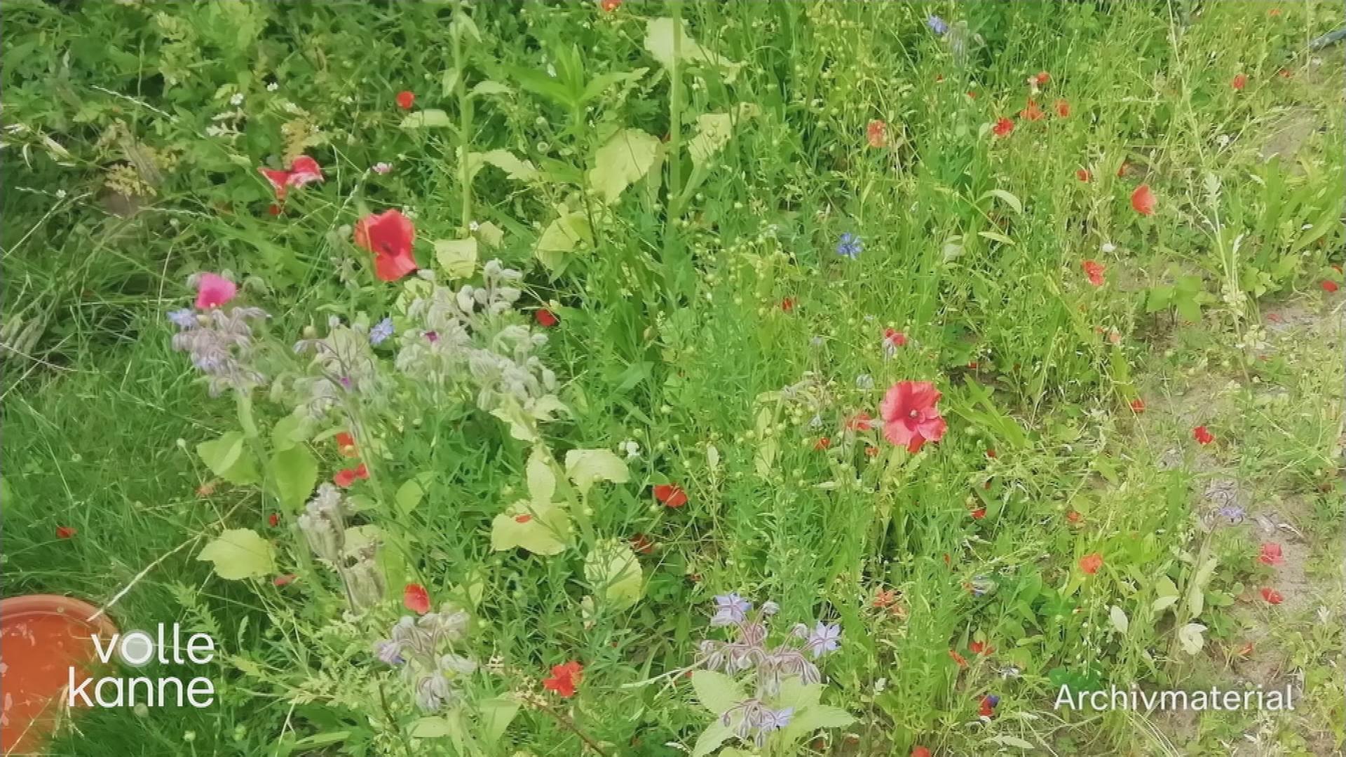 Wildblumenwiese statt Rasen