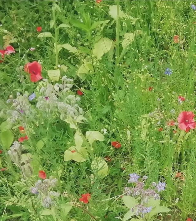 Wildblumenwiese statt Rasen