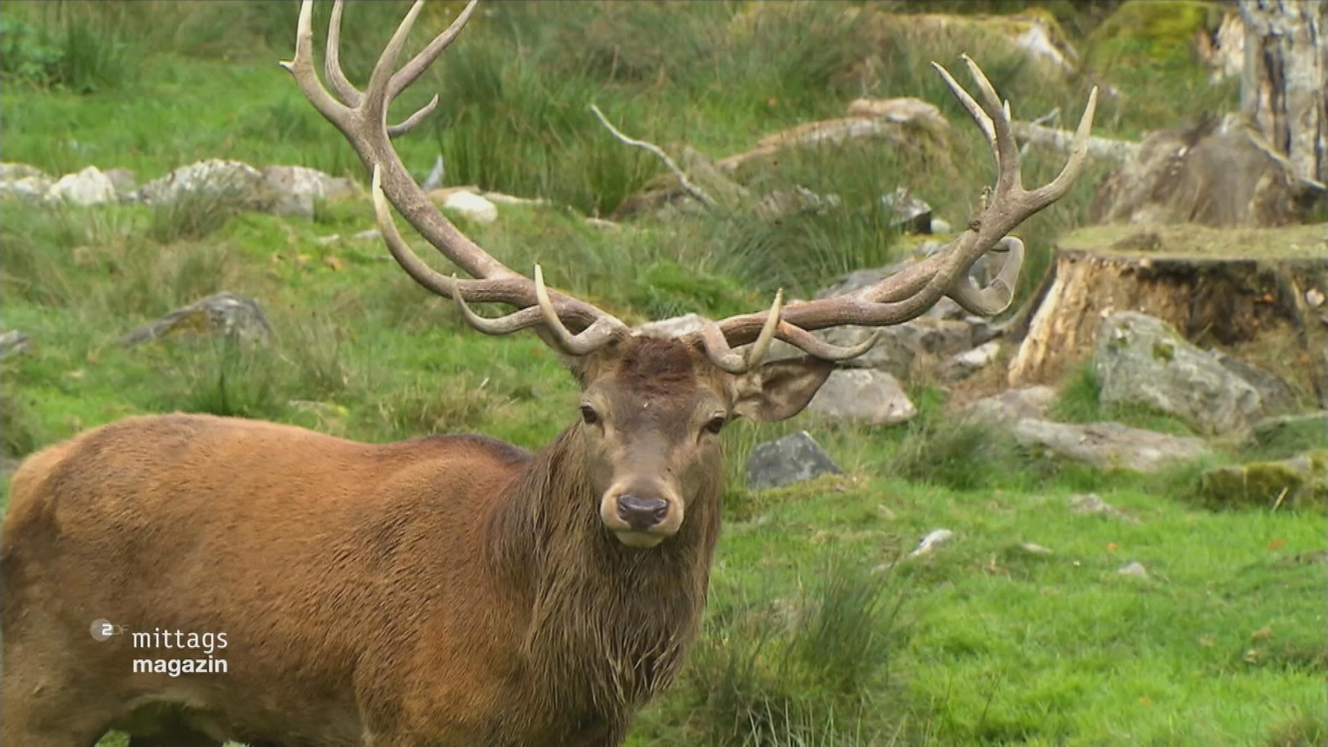 Ein Hirsch guckt in die Kamera