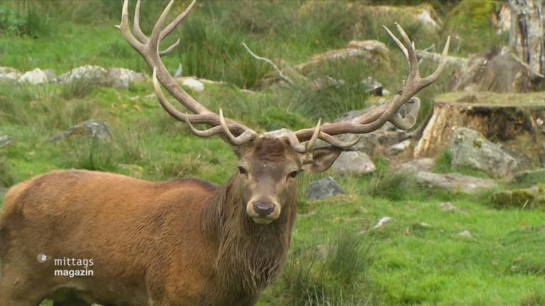 Ein Hirsch guckt in die Kamera