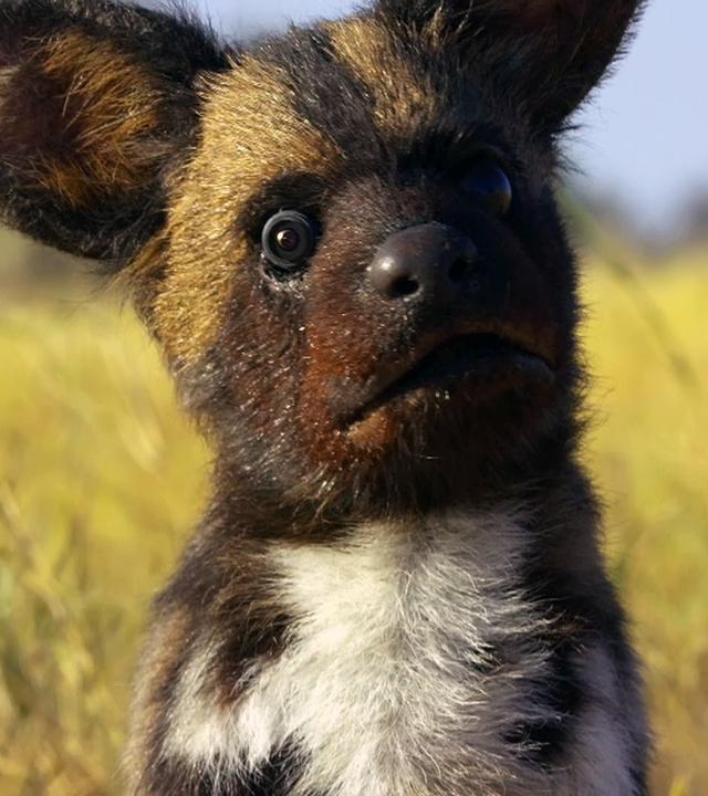 Wildhundwelpen-Animatronik