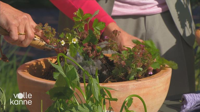 Wildkräuter im Garten anpflanzen