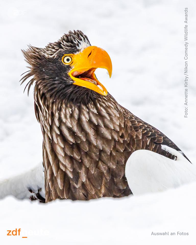 Wildlife Photography Awards