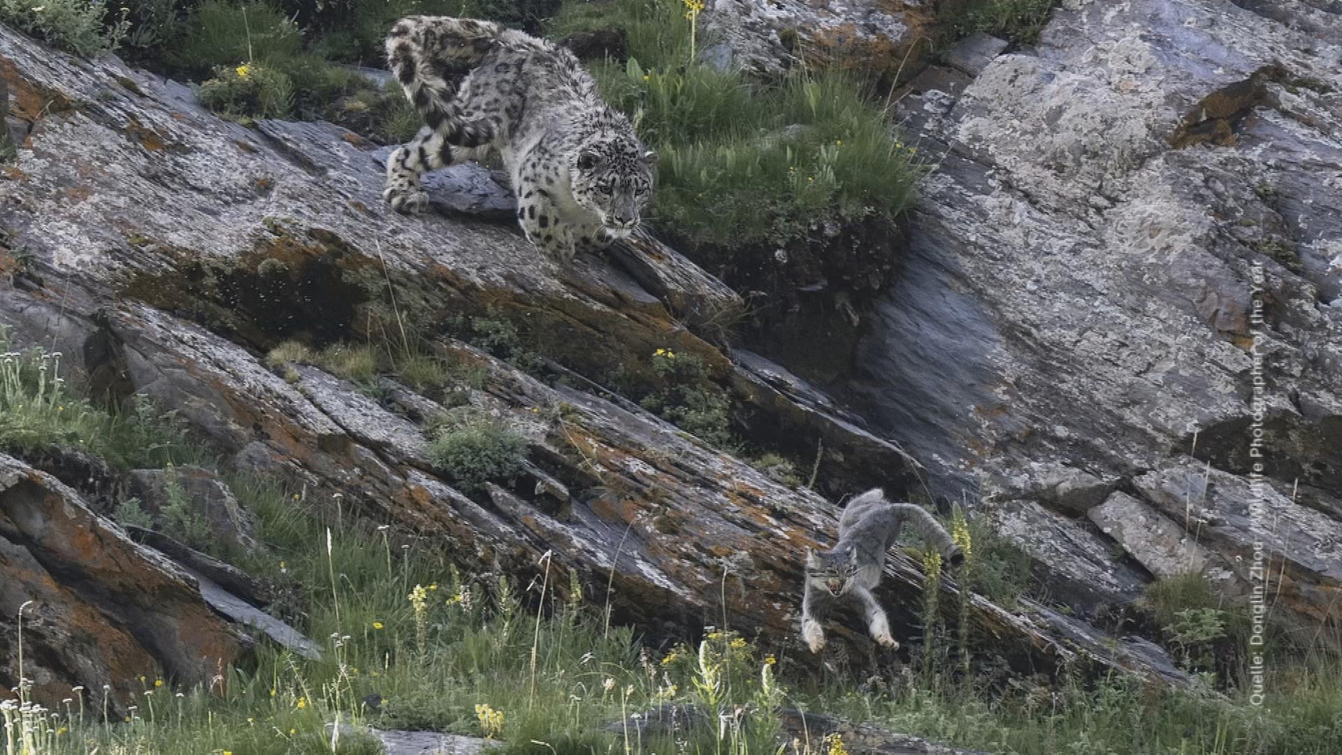 Foto von einem Leopard, der eine Wildkatze über Felsen jagt