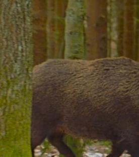 Wildschwein
