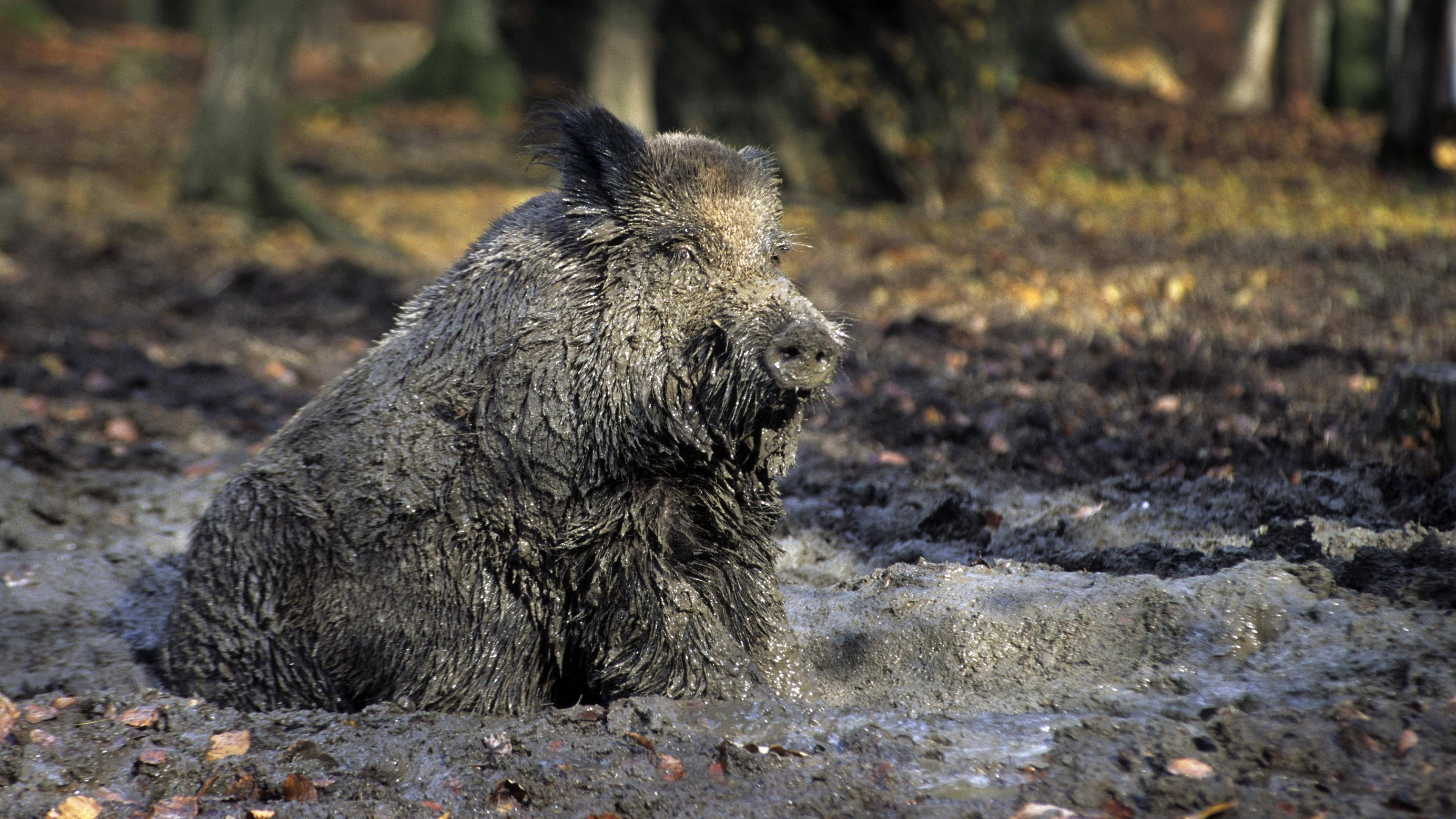 Wildschwein