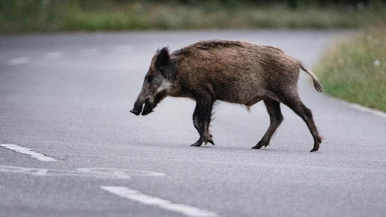 Wildschwein verursacht LKW-Unfall in Hessen