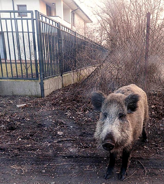 Zwei Wildschweine vor einem Haus