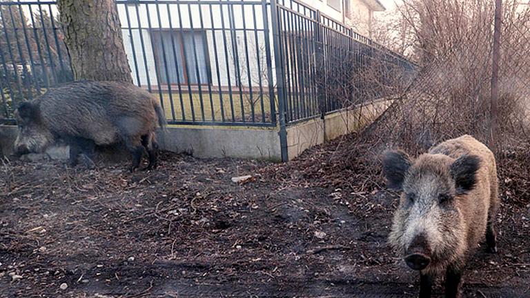 Zwei Wildschweine vor einem Haus