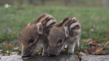 wildschweine