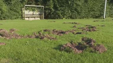 Wildschweine wühlen Fußballplatz um: Spielbetrieb ausgesetzt