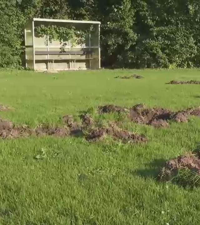 Das Fußballfeld des Moorburger TSV wurde von Wildschweinen umgegraben