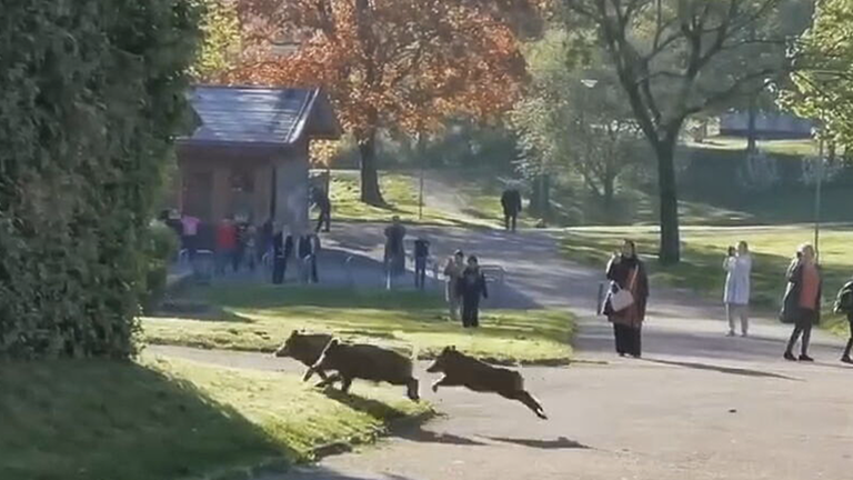 Wildschweine machen Grundschule unsicher