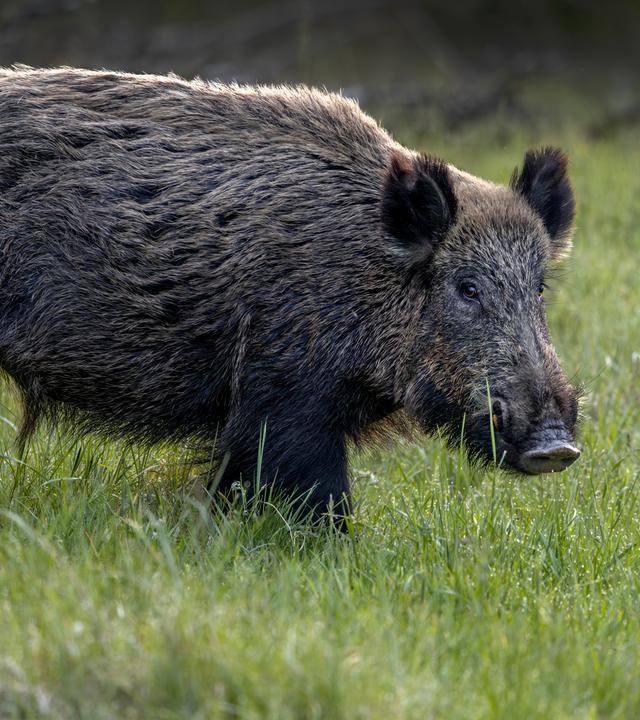 Wildschwein auf einer Wiese