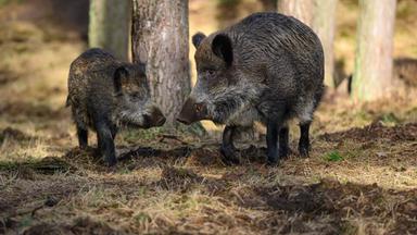 Wildschweinplage in Wiesbaden