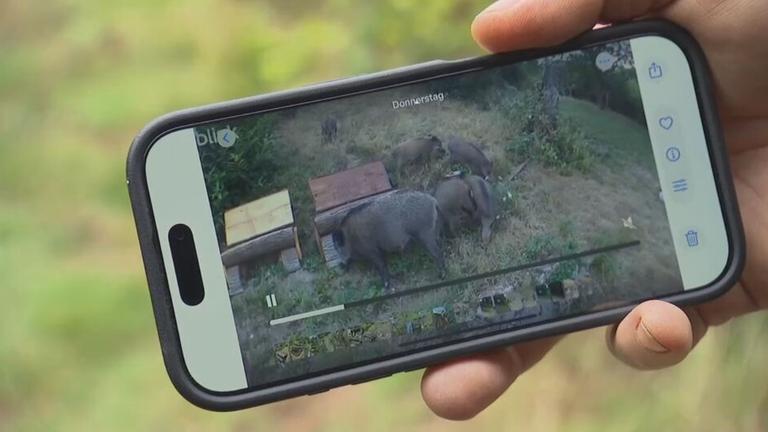 Wildschweinplage Hessen