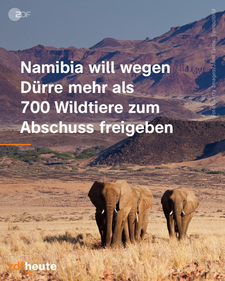 Namibia will wegen Dürre mehr als 700 Tiere zum Abschuss freigeben