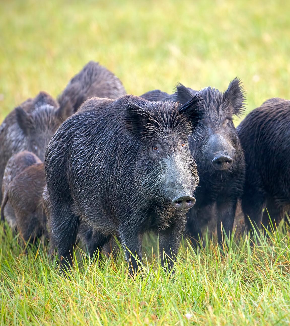 Eine Herde Wildschweine auf einer Wiese mit taufeuchtem Gras.