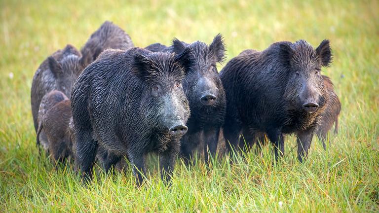 Eine Herde Wildschweine auf einer Wiese mit taufeuchtem Gras.