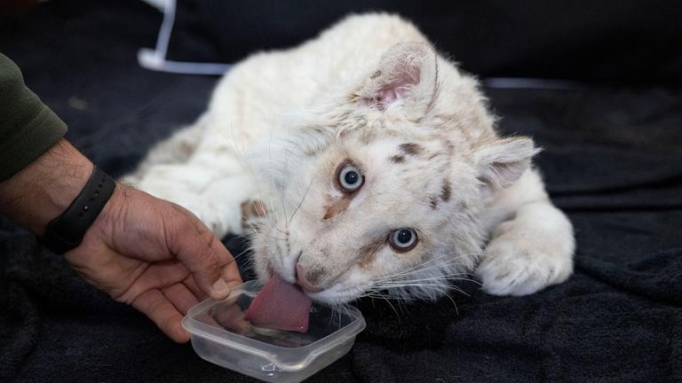 Ein weißer Tiger, trinkt Wasser in der Krankenstation des Zoos in Athen am 17.03.2023.