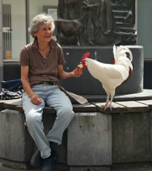 Auf dem Bild ist eine Frau, Sibylle, neben einem Hahn zu sehen. Beide befinden sich auf einem Stadtbank. Willi, der Hahn, wird von Sibylle gefüttert