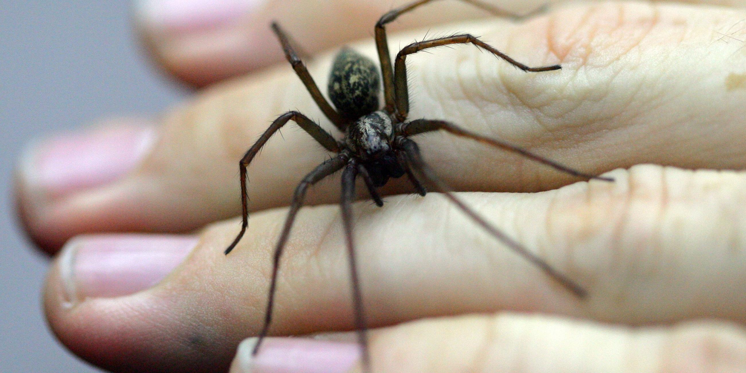 Große Winkelspinne auf einer Hand, Archivbild