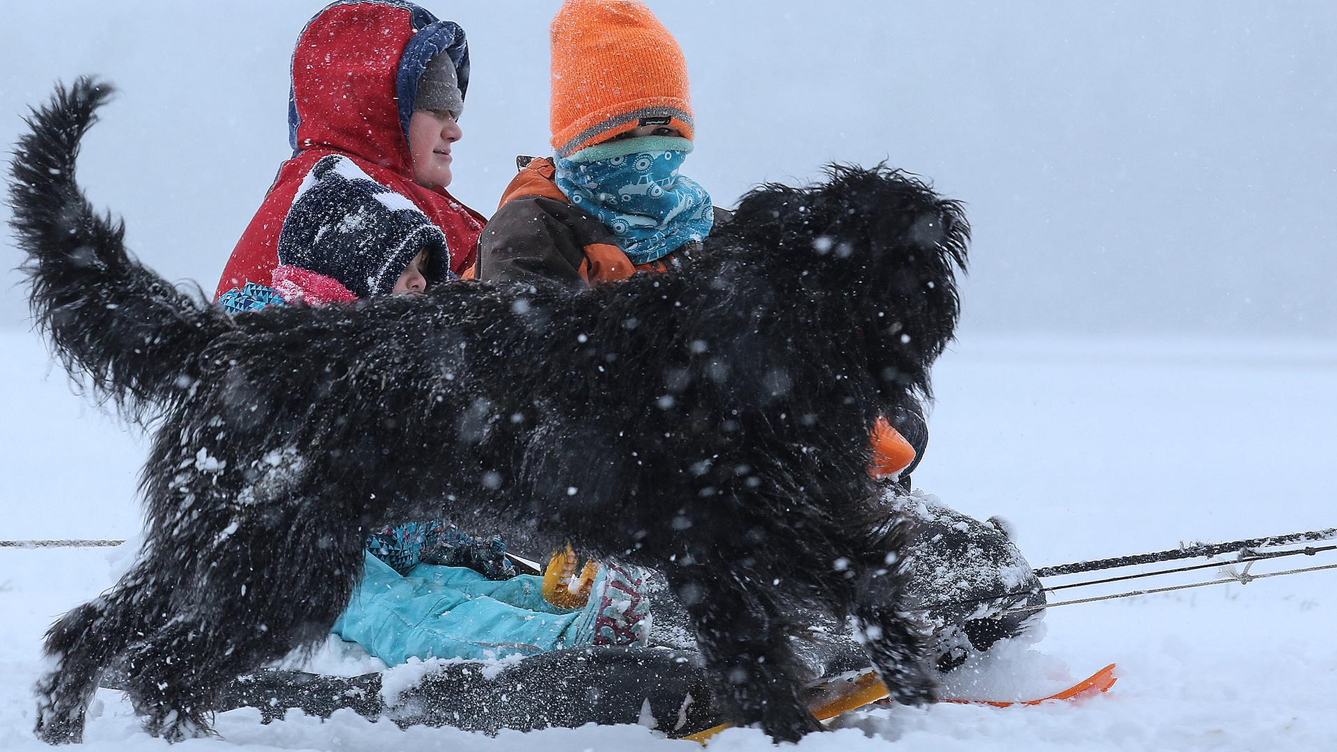 Ein Hund springt neben Kindern her, die auf Schlitten im Schnee unterwegs sind.