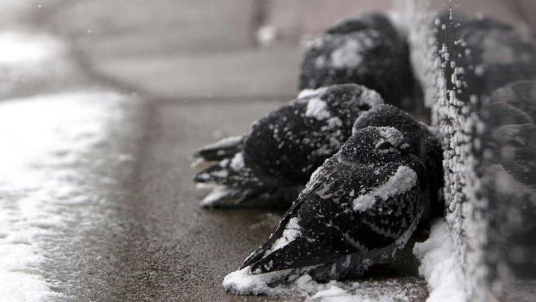 Winter in den USA, aufgenommen am 30.01.2019 in Buffalo